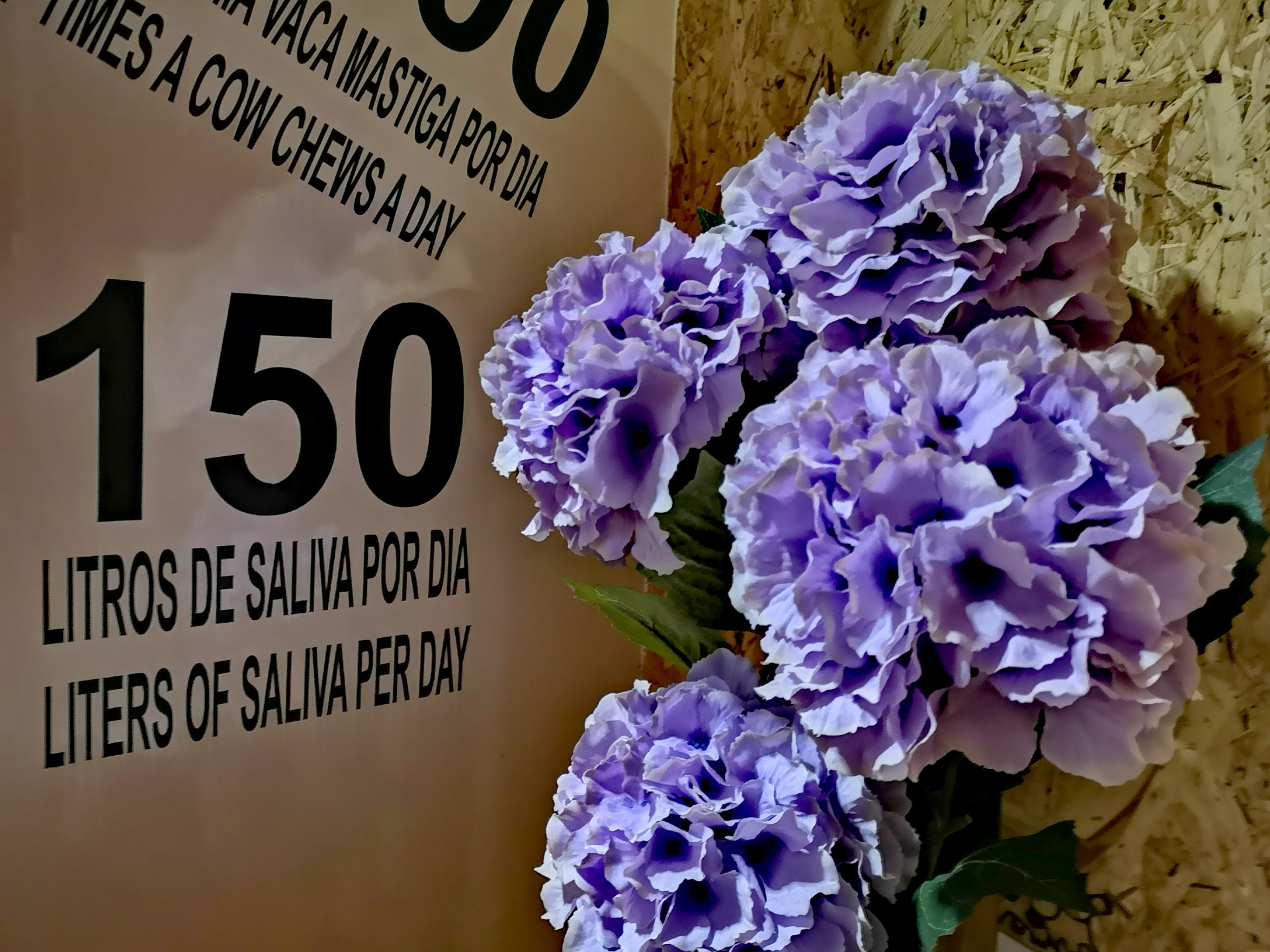 Placa com curiosidades sobre as vacas ao lado de hortênsias